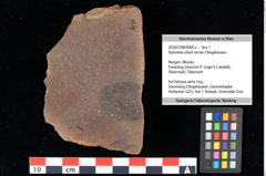 Foto (Objekt + Etikett) von Xylomites arbuti serrae Ettingshausen (NHMW-GEO-2024-0188-0066a)